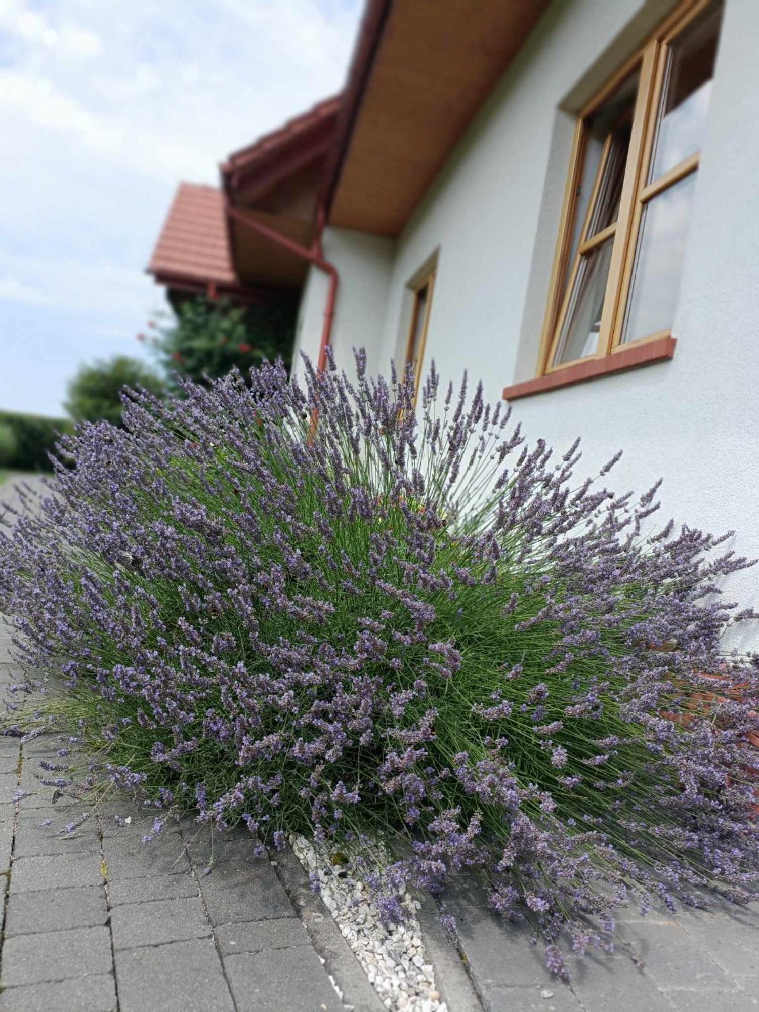 Noclegi Koniadów Solina  Exterior foto